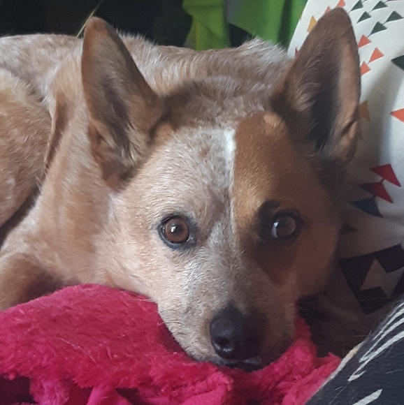 Meet your Posher, Whitney - Picture 2 of 2